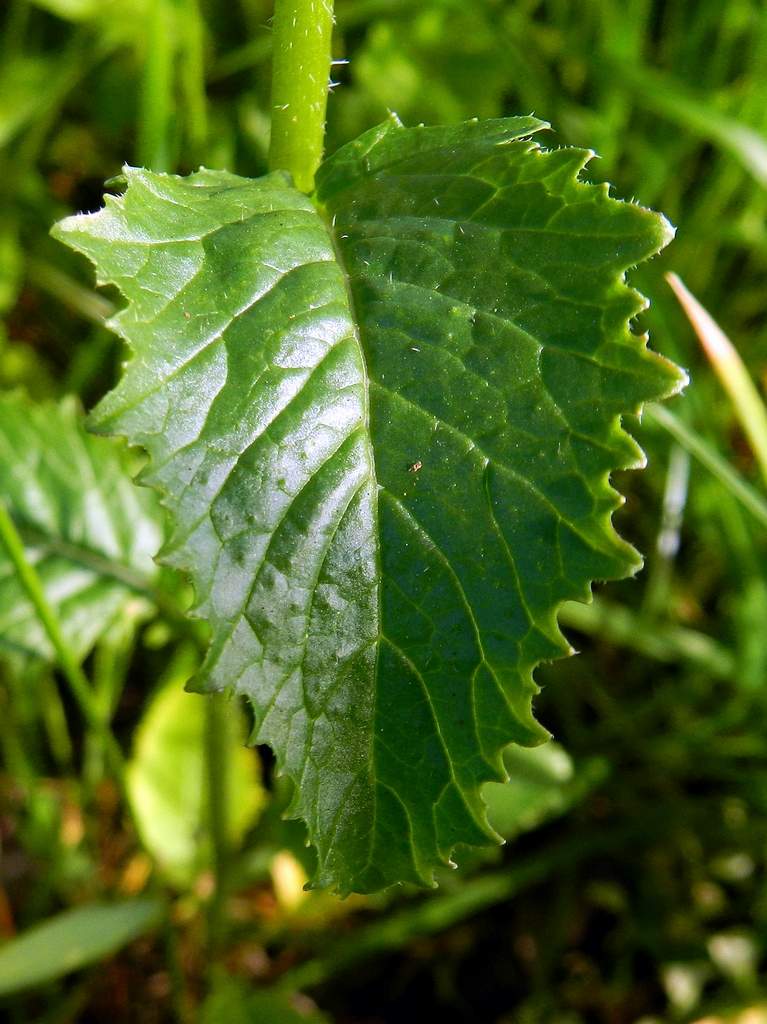 Brassicaceae sp. ?